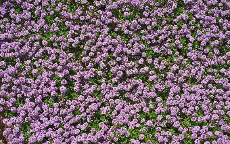 Low-Maintenance Plants