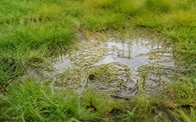 Backyard drainage problem causing water pooling